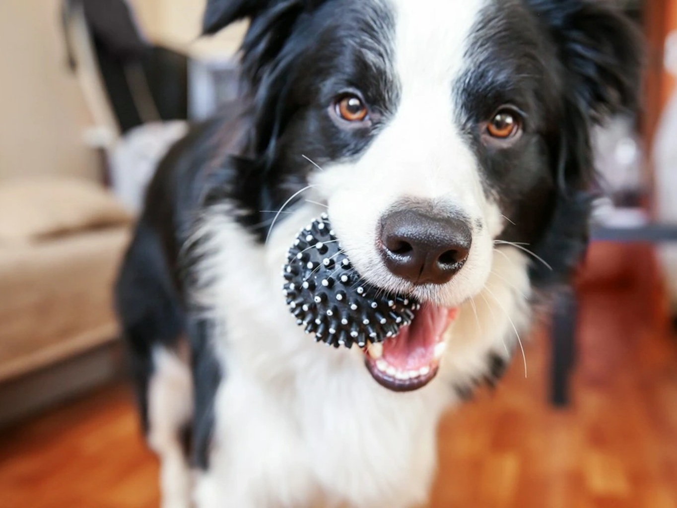 Border Collie - aktivní plemeno psa